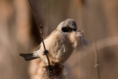 Eurasian Penduline Tit - Pungmes