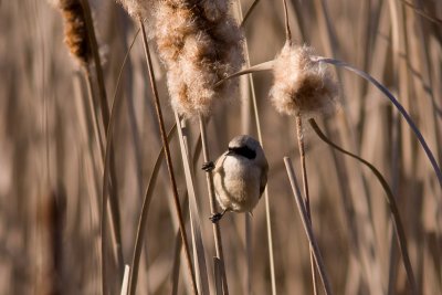 Eurasian Penduline Tit - Pungmes