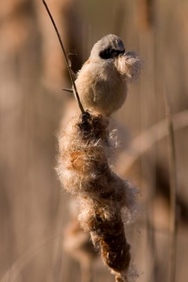 Eurasian Penduline Tit - Pungmes