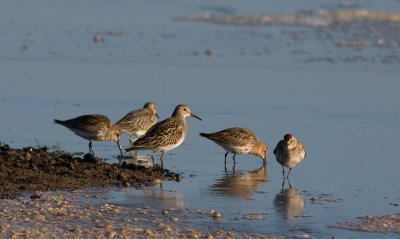 Pectoral Sandpiper - Tuvsnppa