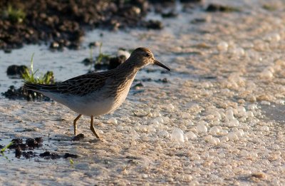 Pectoral Sandpiper - Tuvsnppa