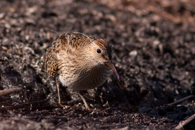 Pectoral Sandpiper - Tuvsnppa