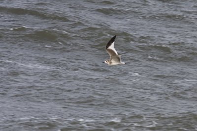 Sabine's Gull - Trnms