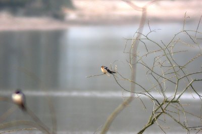Red-rumped Swallow - Rostgumpsvala