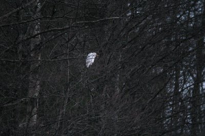 Cattle Egret - Kohger