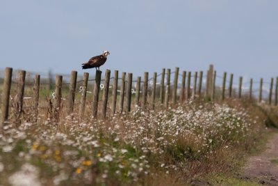 Osprey - Fiskgjuse