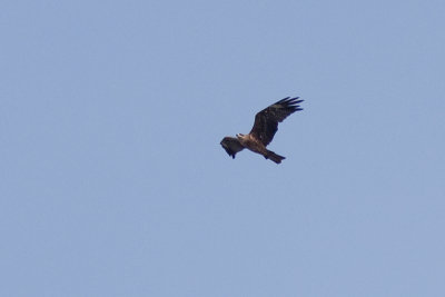 Black Kite - Brunglada