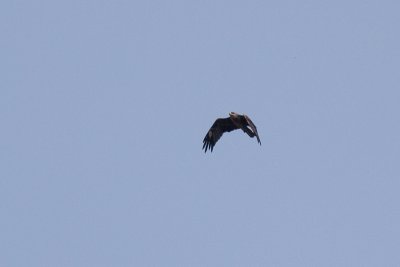 Black Kite - Brunglada