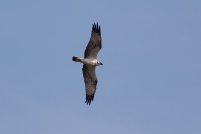 Osprey - Fiskgjuse