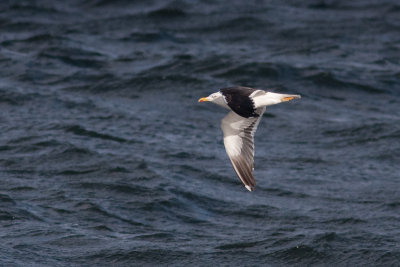 Lesser Black-backed Gull - Silltrut