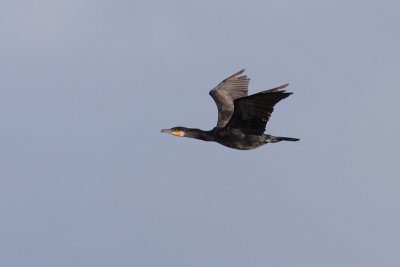 Great Cormorant - Storskarv