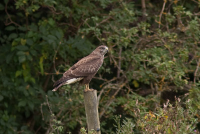 Common Buzzard - Ormvrk