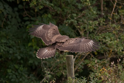Common Buzzard - Ormvrk