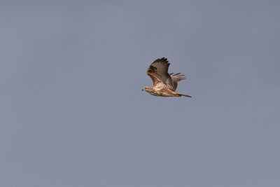 Common Buzzard - Ormvrk