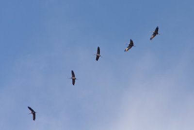 Common Crane - Trana