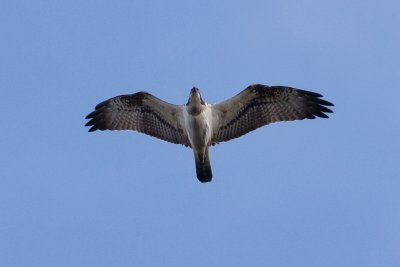 Osprey - Fiskgjuse