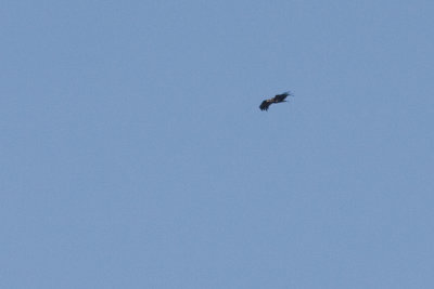 Greater Spotted Eagle - Strre skrikrn
