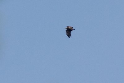 Greater Spotted Eagle - Strre skrikrn