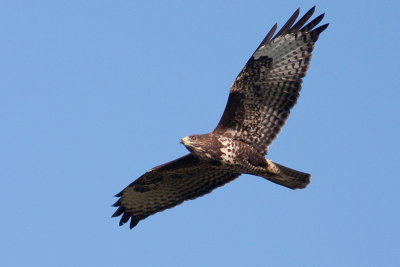 Common Buzzard - Ormvrk
