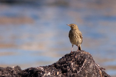 Rock Pipit - Skrpiplrka