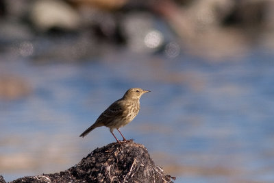 Rock Pipit - Skrpiplrka