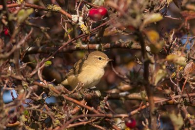 Chiffchaff - Gransngare