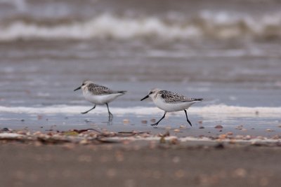 Sanderling - Sandlpare