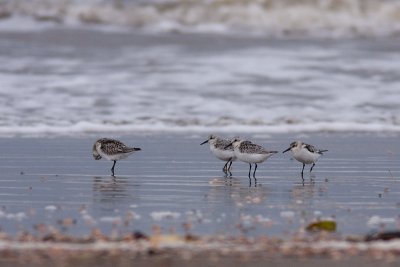 Sanderling - Sandlpare
