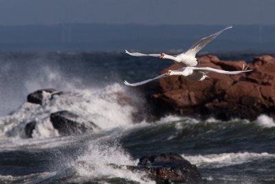 Mute Swan - Knlsvan