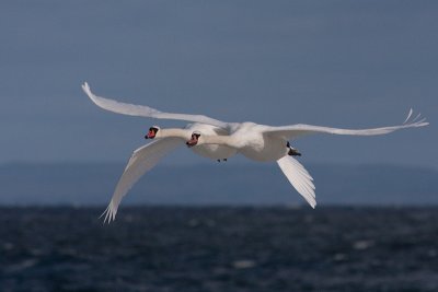 Mute Swan - Knlsvan