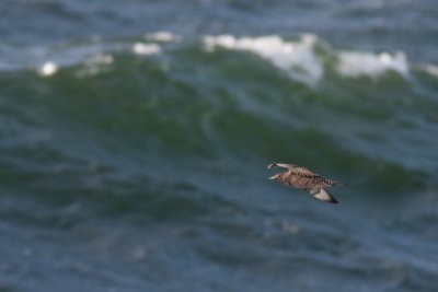 Parasitic Jaeger - Kustlabb