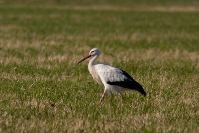 White Stork - Vit stork
