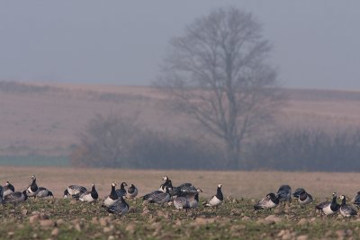 Barnacle Goose - Vitkindad gs