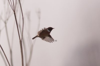 Common Stonechat - Svarthakad buskskvtta