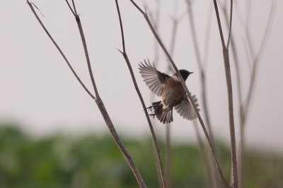 Common Stonechat - Svarthakad buskskvtta