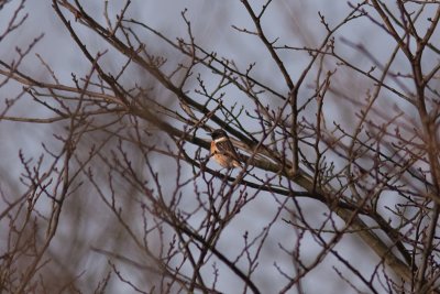 Common Stonechat - Svarthakad buskskvtta