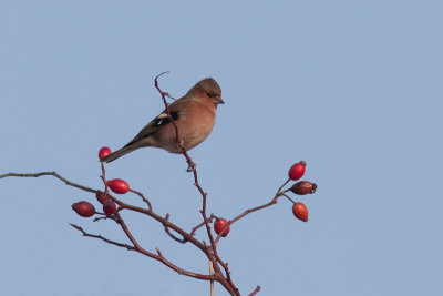 Common Chaffinch - Bofink