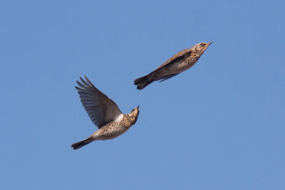 Fieldfare - Bjrktrast