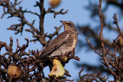 Fieldfare - Bjrktrast