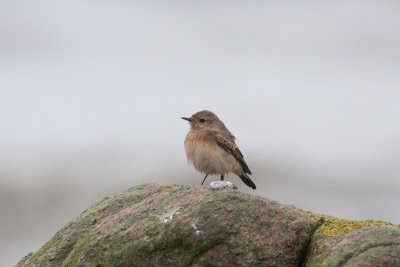 Pied Wheatear - Nunnestenskvtta