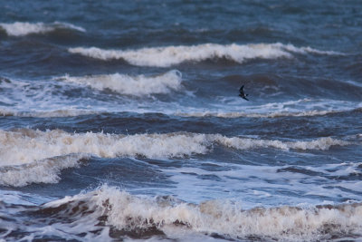 Leach's Storm-petrel - Klykstjrtad stormsvala