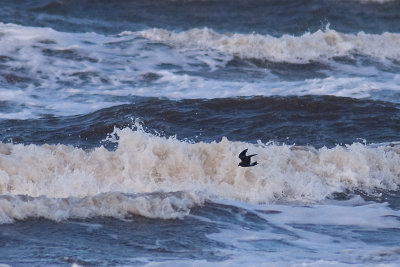 Leach's Storm-petrel - Klykstjrtad stormsvala