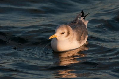 Black-legged Kittiwake - Tretig ms