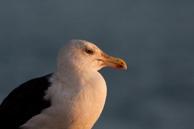 Great Black-backed Gull - Havstrut