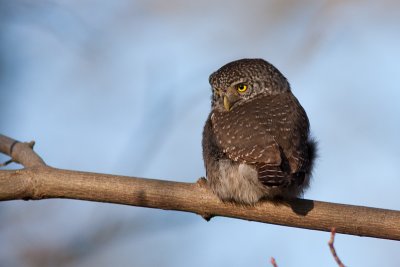 Eurasian Pygmy Owl - Sparvuggla