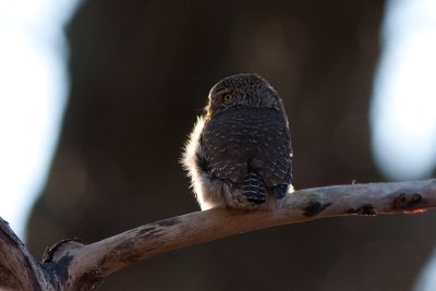 Eurasian Pygmy Owl - Sparvuggla