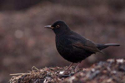 Common Blackbird - Koltrast