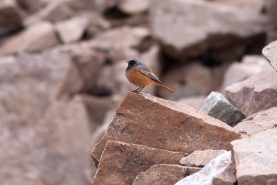 Black Redstart - Svart rdstjrt (stlig)