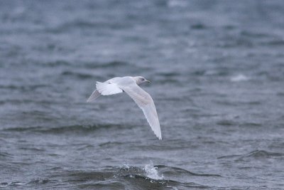 Iceland Gull - Vitvingad trut