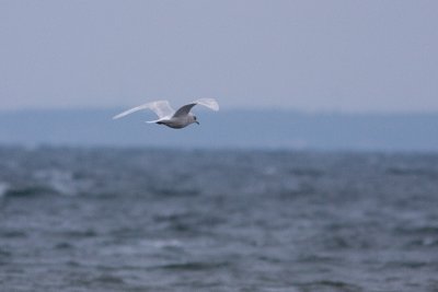 Iceland Gull - Vitvingad trut